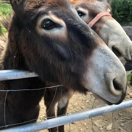 Location De Charme Au Coeur De La Corse - Piscine Privative - Calme - Nature Dom wakacyjny San-Lorenzo