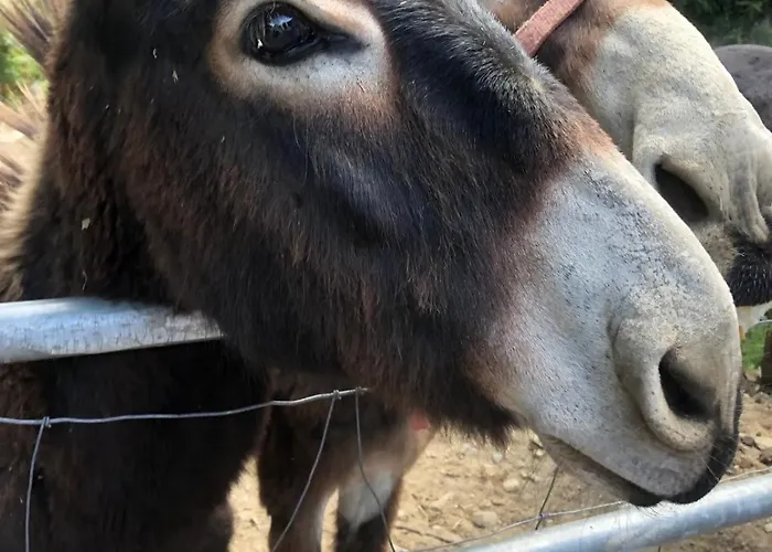 Location De Charme Au Coeur De La Corse - Piscine Privative - Calme - Nature Nyaraló San-Lorenzo